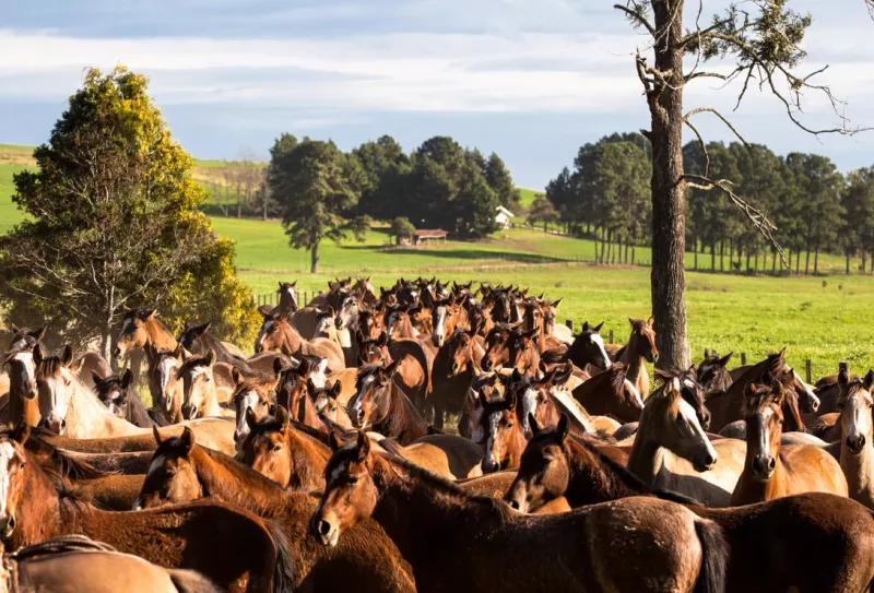 Novas modalidades fortalecem mercado do cavalo Crioulo no Brasil