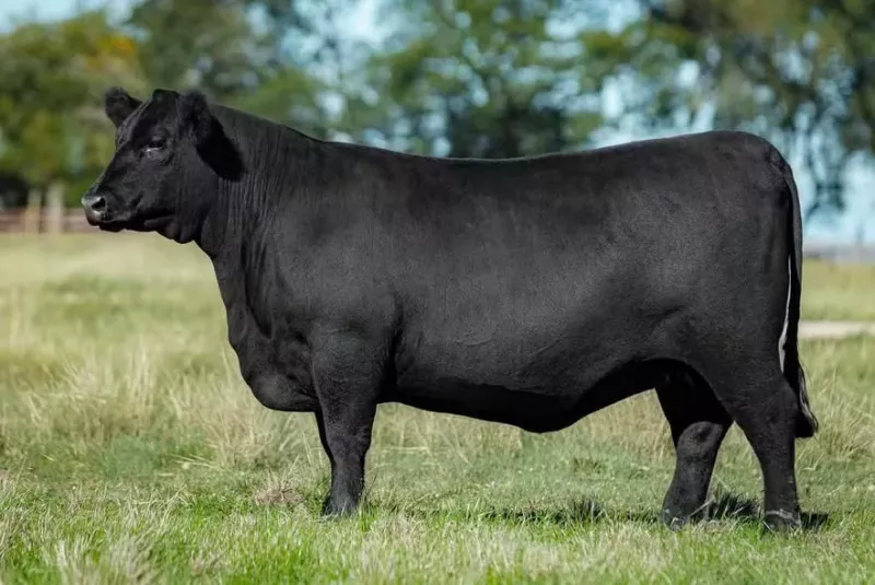 Novilha Angus vendida para Portugal leva genética brasileira à Europa