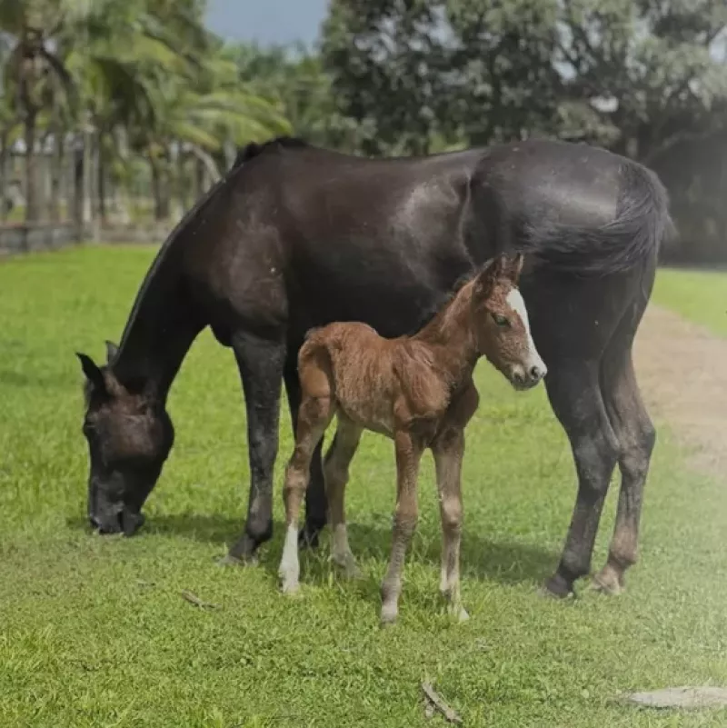 Amapá Registra Nascimento do Primeiro Cavalo Crioulo por Inseminação Artificial