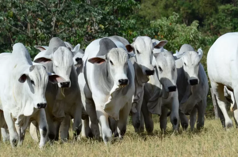 Semana Embrapa Geneplus reúne genética bovina e seleção Nelore em Mato Grosso do Sul