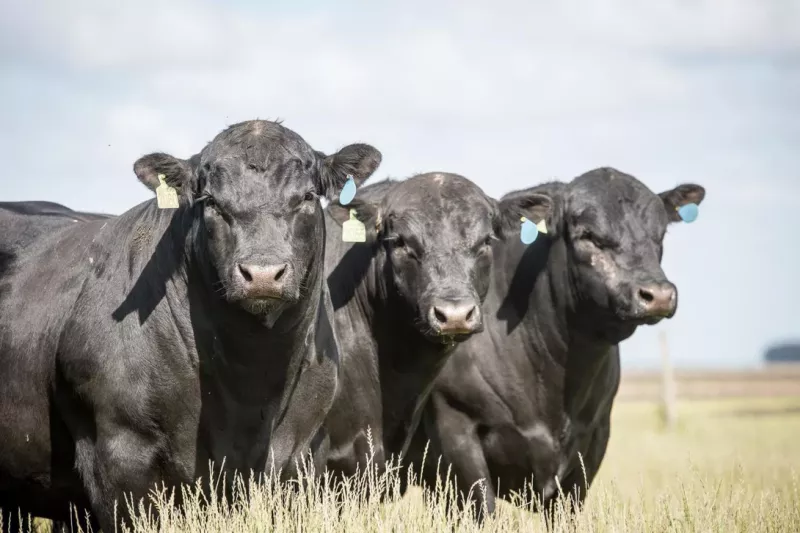 Uso da genética Angus cresce 80% em Rondônia e supera média nacional