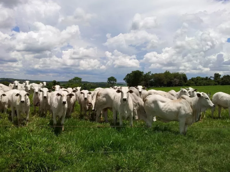 Estudo aponta que pecuária brasileira pode reduzir emissões em até 92,6% até 2050