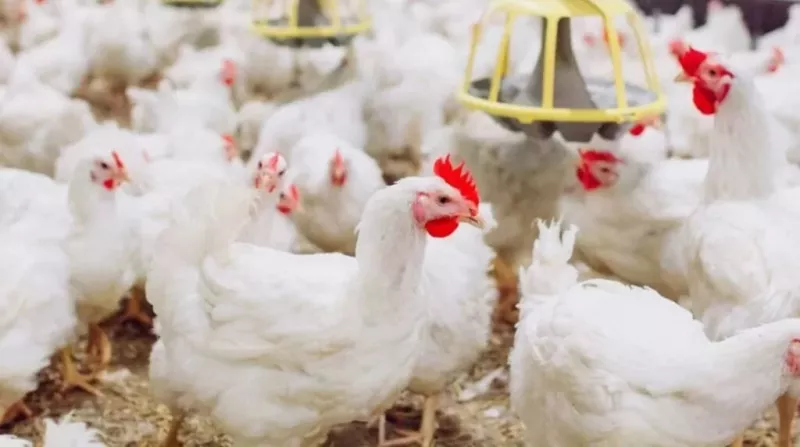Queda nos Custos da Ração e Alta do Frango Elevam Margens da Avicultura em SP