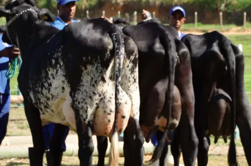 Especialista orienta como escolher raça de corte ideal para vacas Girolando
