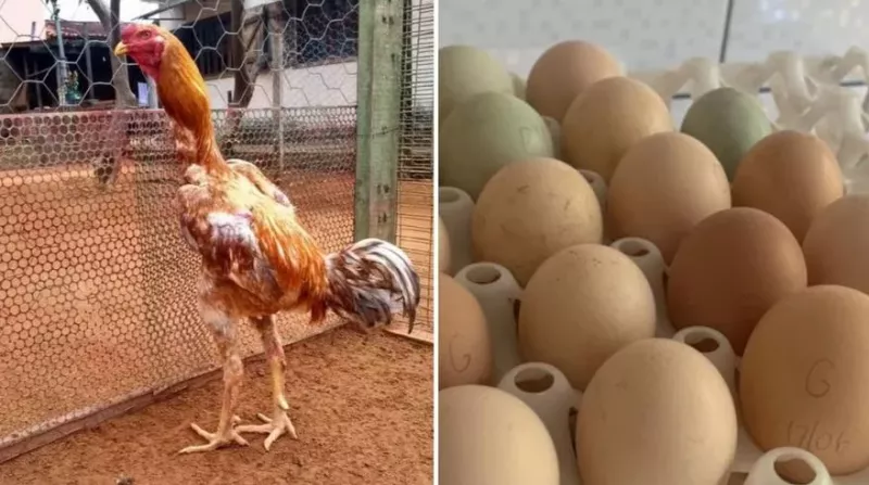 Por que ovos da galinha Índio Gigante podem custar mais de R$ 2 mil a dúzia?