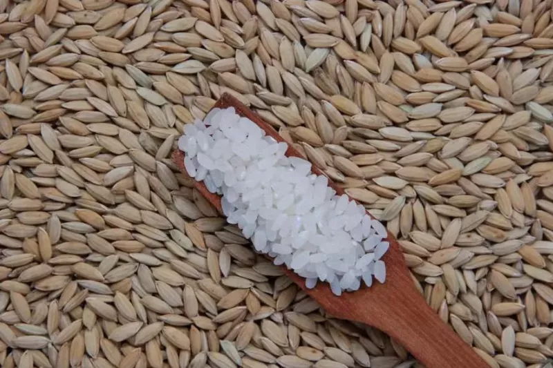 Leilões da Conab reduzem ritmo de negócios no mercado de arroz