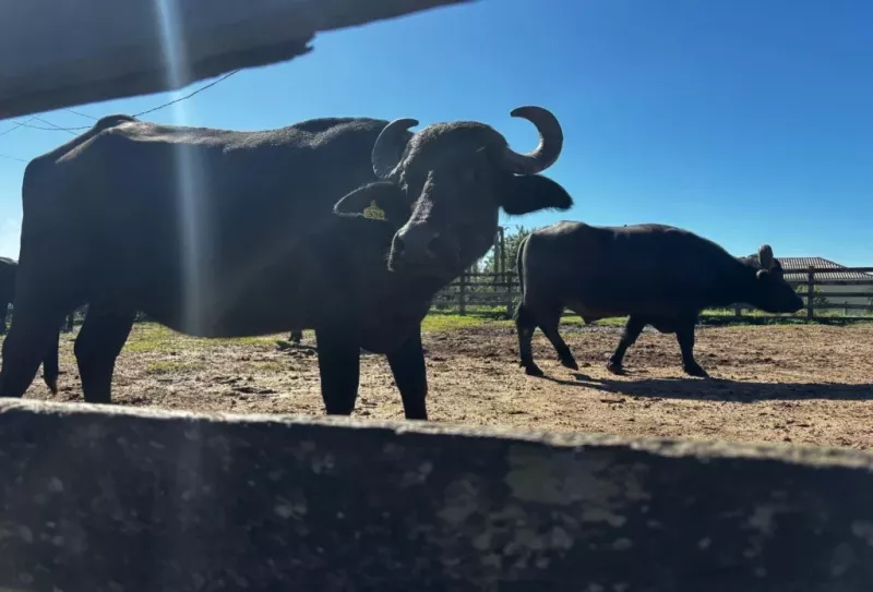 ABCB afirma que presença de búfalos em reserva de Rondônia é caso isolado e não representa a atividade no paí