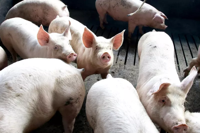 Paraná mantém liderança no fornecimento de carne suína ao mercado nacional pelo oitavo ano consecutivo