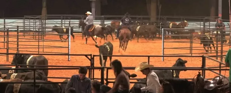 Expo Mangalarga e Mega Ranch movimentam Jaguariúna com mais de 150 animais