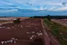 Pecuaristas Adotam Boitéis para Acelerar Engorda e Otimizar Pastagens