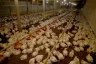 Exportações de aves e suínos batem recorde