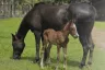 Amapá Registra Nascimento do Primeiro Cavalo Crioulo por Inseminação Artificial
