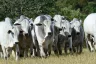 Semana Embrapa Geneplus reúne genética bovina e seleção Nelore em Mato Grosso do Sul
