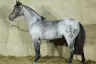 GAP Genética Oferta Cavalos Crioulos de Elite no 2º Remate dos Sonhos