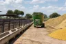 Rentabilidade do Confinamento Bovino Supera R$ 1 Mil por Cabeça em Junho