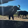 ABCB afirma que presença de búfalos em reserva de Rondônia é caso isolado e não representa a atividade no paí